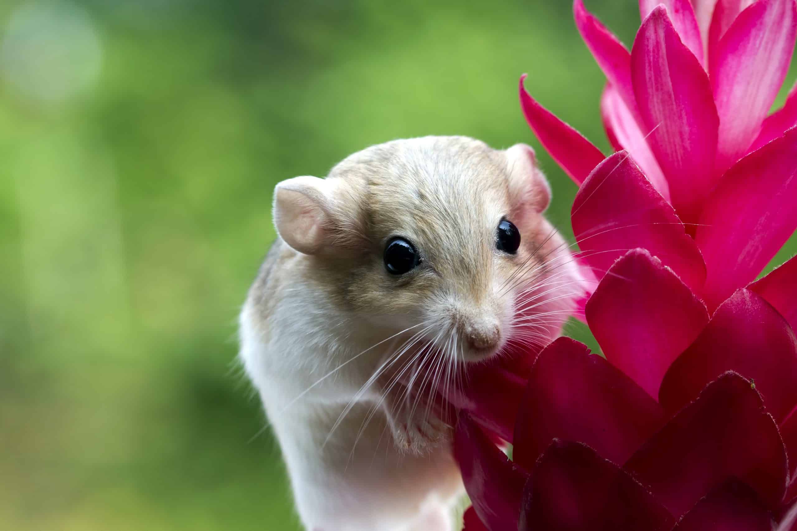 cute gerbil fat tail crawls on red flower garbil fat tail on flower scaled