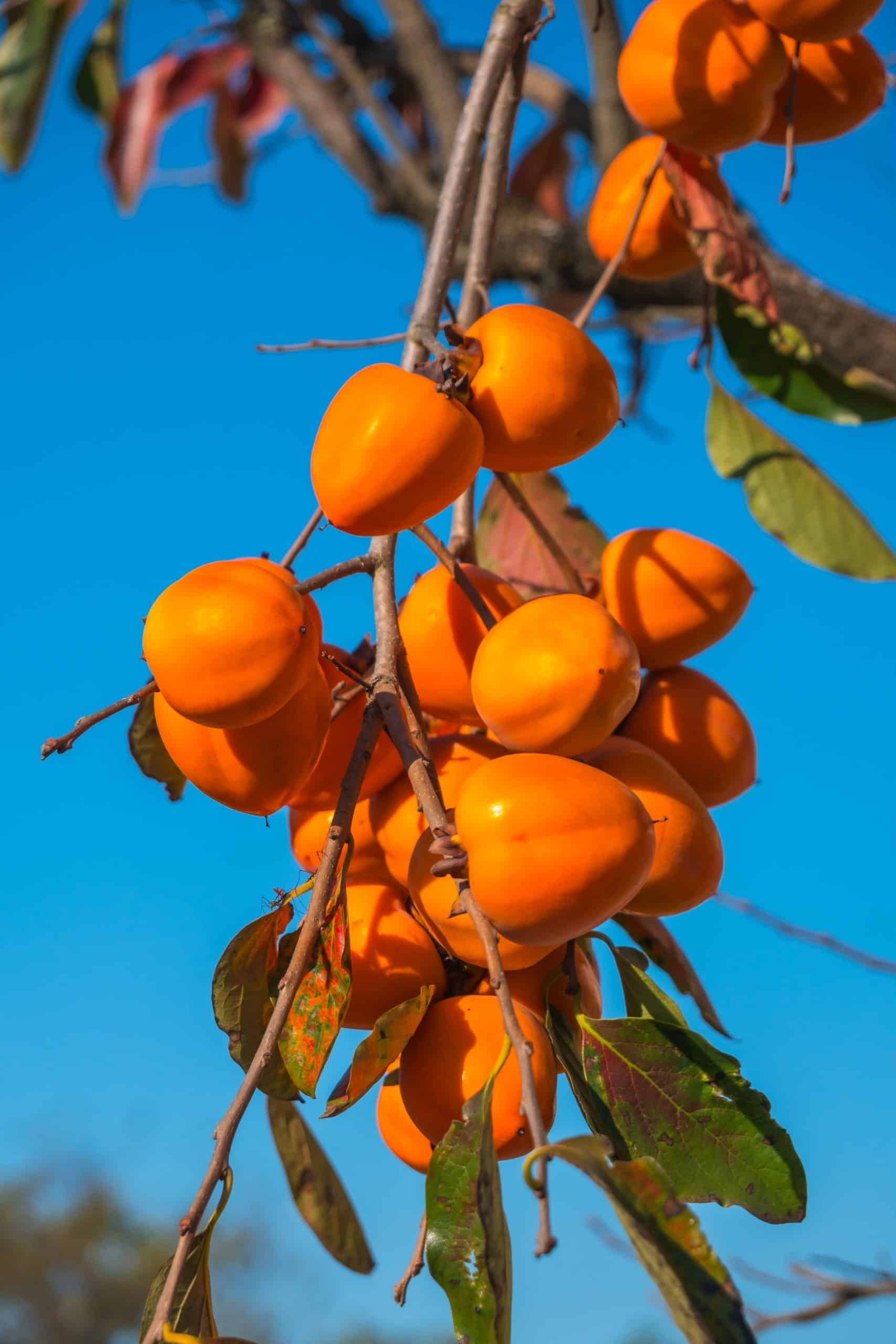 arbol caqui frutas naranjas maduras agenst blue sky otono tiempo scaled