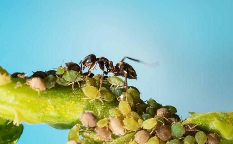 Colony of aphids and ants on garden plants.
