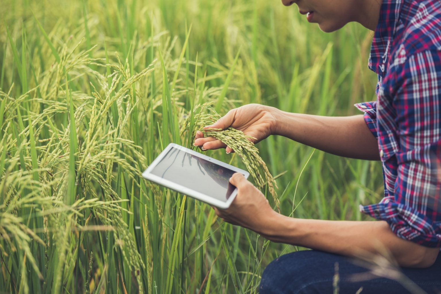 farmer standing in rice field with tablet Copiar