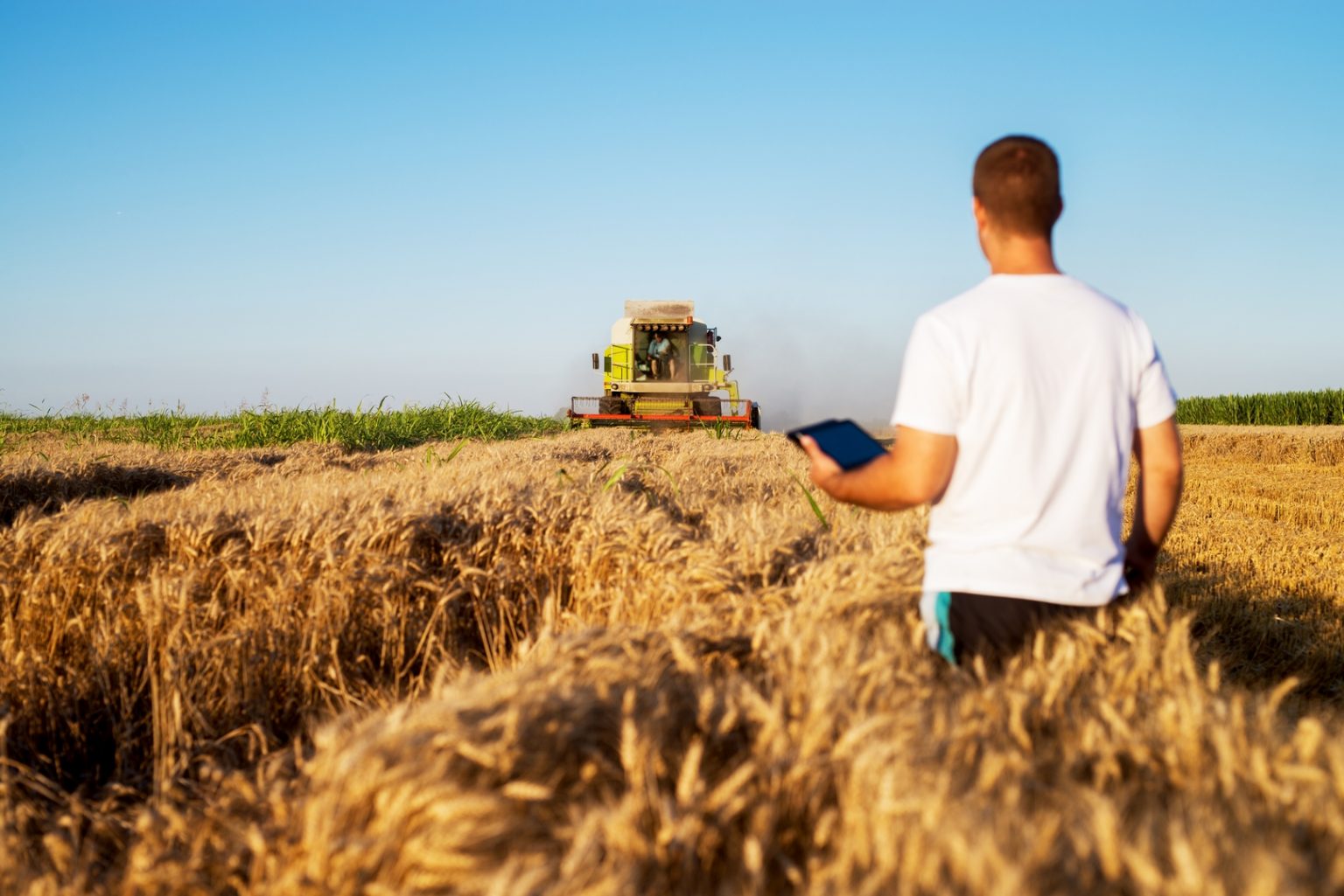 rear view of young man agronomist standing in golden wheat field with tablet and looking at combine harvester in front Copiar