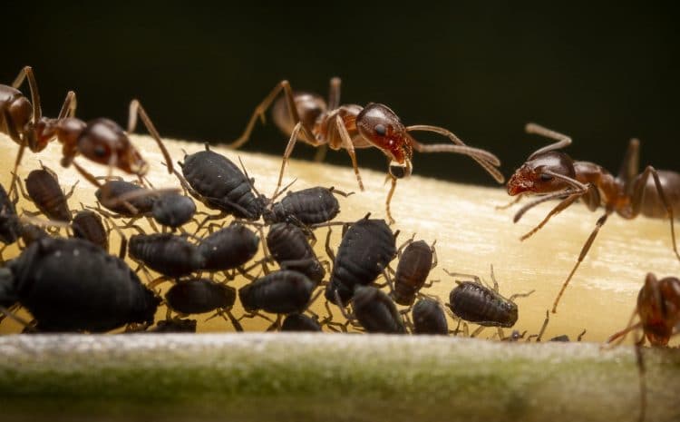 symbiotic-relationship-between-ants-and-black-aphids-ultra-macro-photography (Copiar)