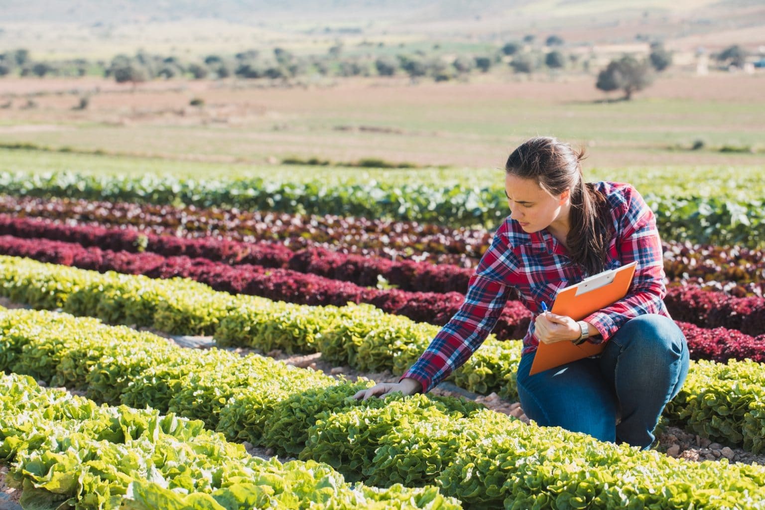 young technical woman working in field of lettuces with folder Copiar