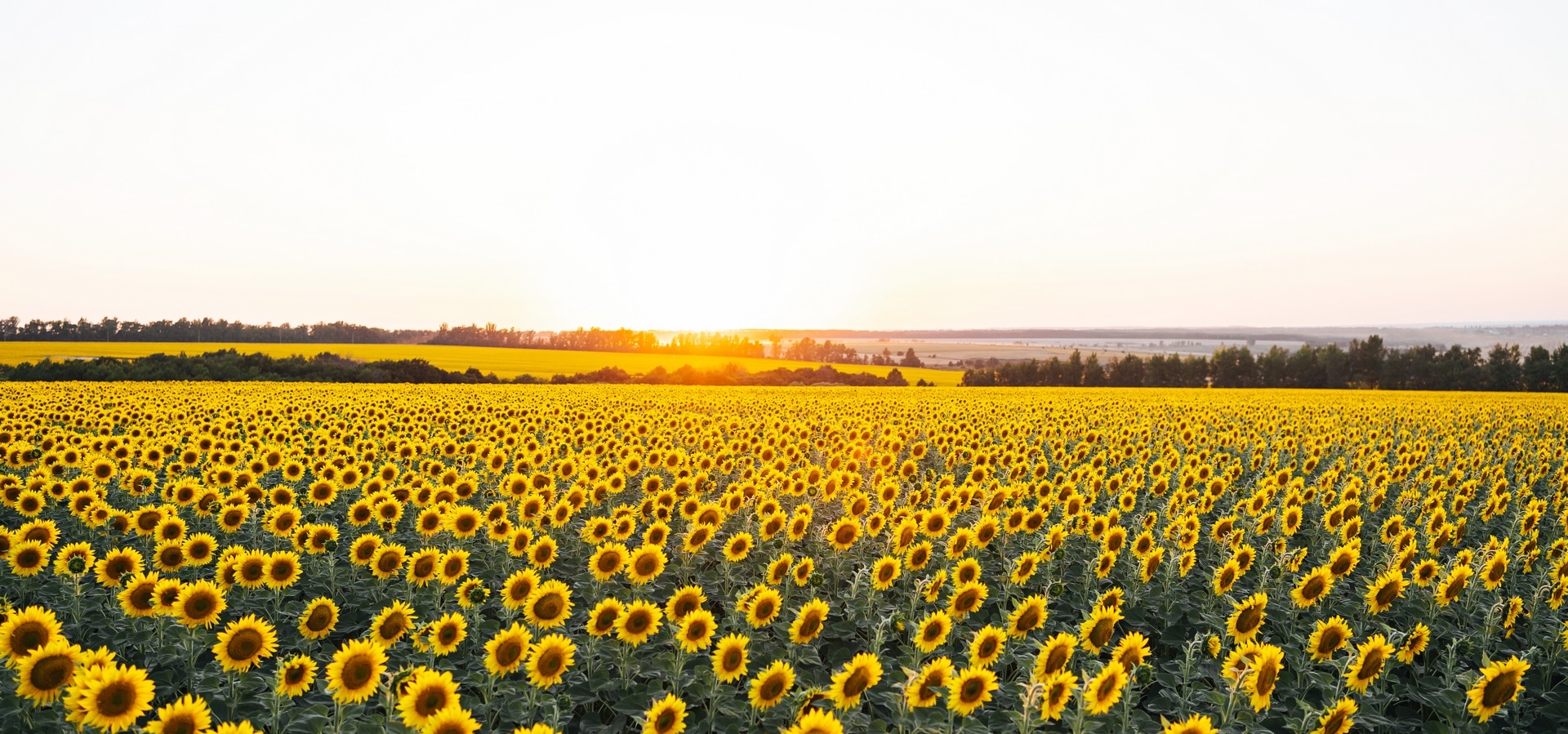 beautiful panoramic view of field of sunflowers in the light of the setting sun yellow sunflower close up Copiar