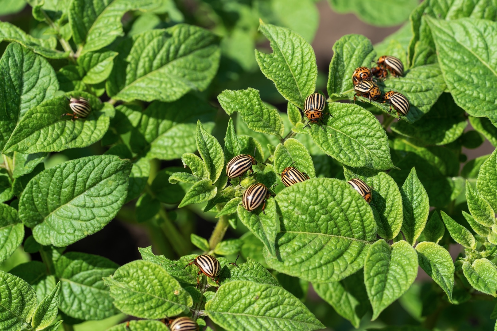 colorado potato beetle eats potato leaves agricultural insects pests Copiar