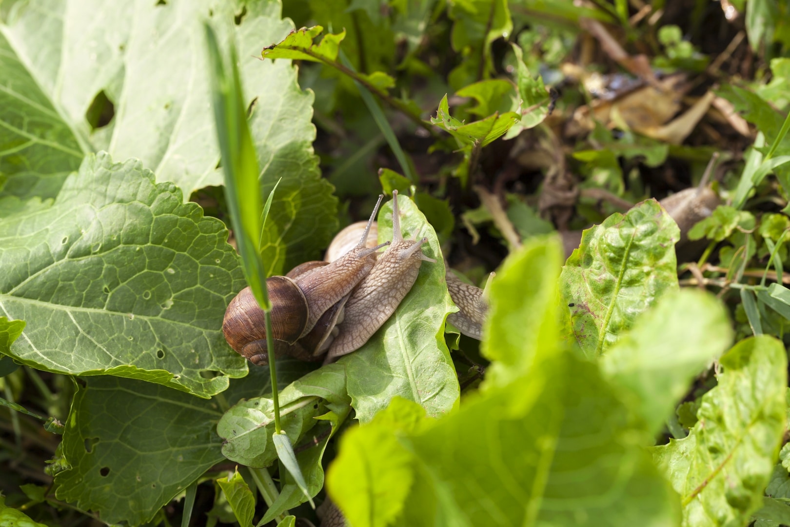 creeping on the ground and green plants large number of grape snails in the summer season top view closeup Copiar