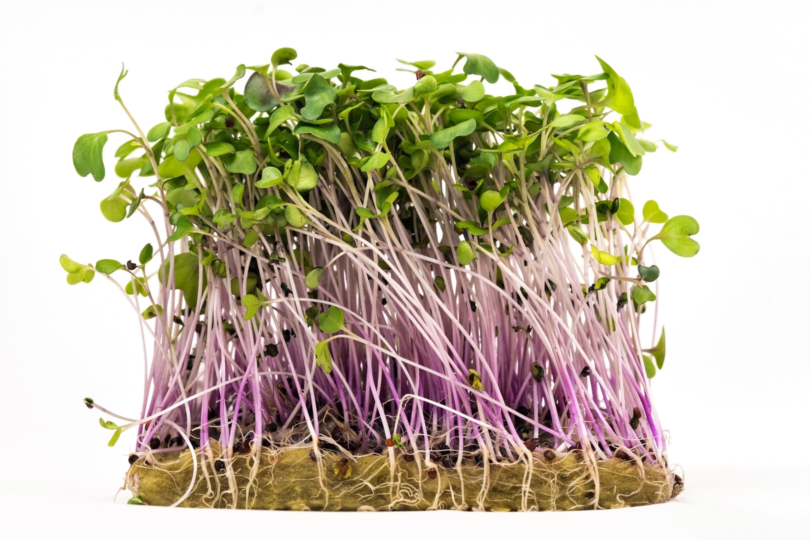 micro green seed seedlings on white isolated background 1 Copiar