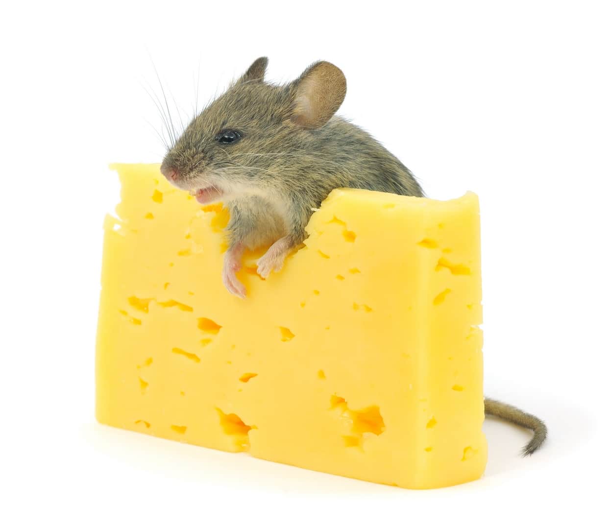 mouse and cheese Copiar