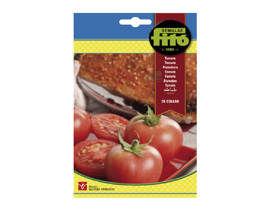 TOMATE DE COLGAR