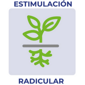 Estimulacion radicular