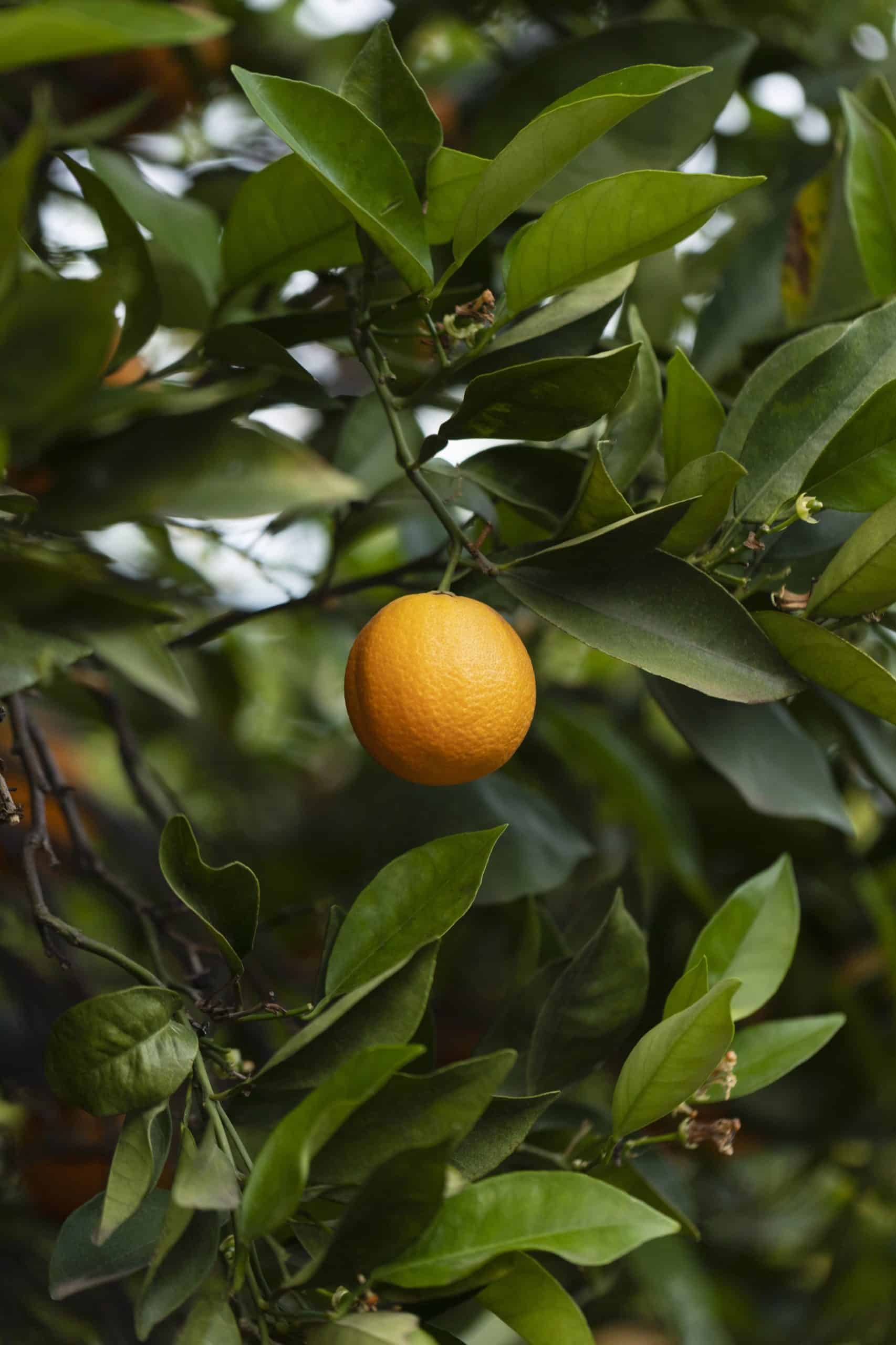 hermoso arbol frutas naranjas maduras scaled