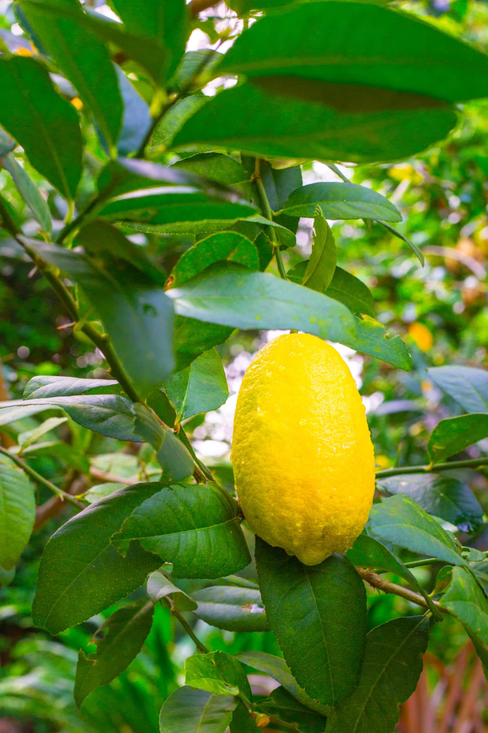 limon amarillo brillante crece arbol jardin tropical fruta acida rica vitamina c scaled